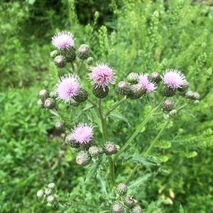 Meet your Posher, Johanna